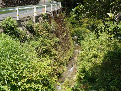 マルバマンネングサ