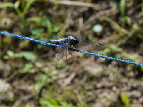 オオシオカラトンボ