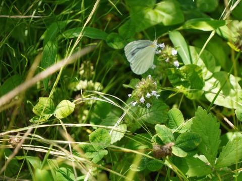 スジグロシロチョウとイヌノトウバナ