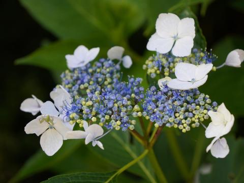 ガクアジサイのワカバグモ