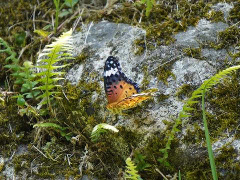 ツマグロヒョウモン