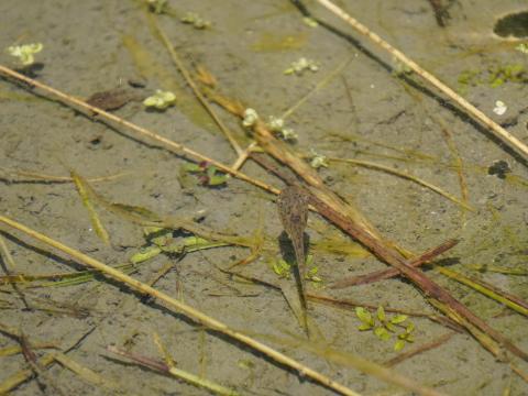 オタマジャクシ