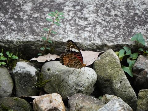 ツマグロヒョウモン