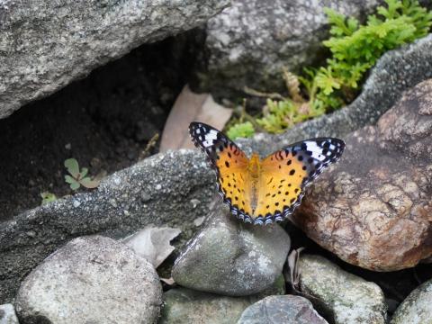 ツマグロヒョウモン