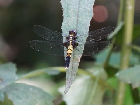 オオシオカラトンボ