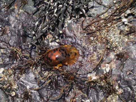 マダラウミウシ