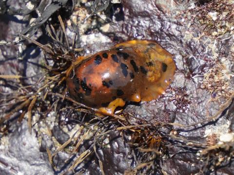 マダラウミウシ