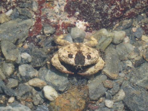 シワオウギガニ