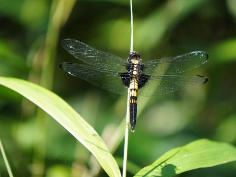 オオシオカラトンボ