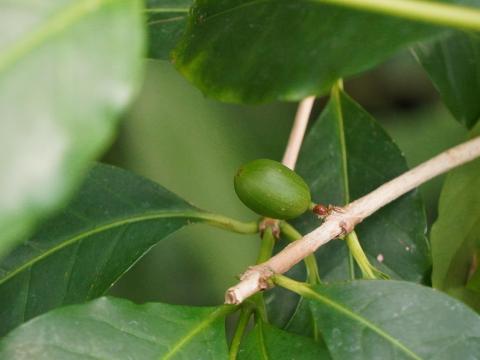 アラビアコーヒー