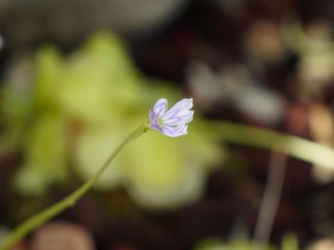 ピングイキュラエマルギナタ