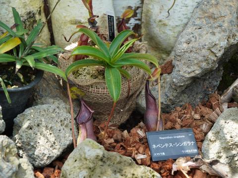 ネペンテス・シンガラナ