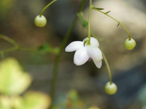 レンゲショウマ