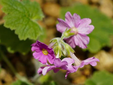 シコクカッコソウ