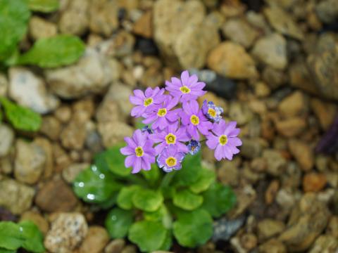 ユキワリコザクラ