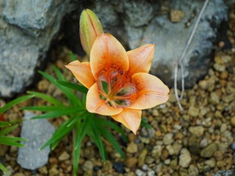 エゾスカシユリ