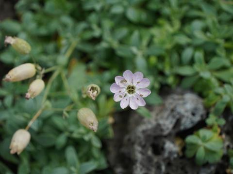 ハマベマンテマ