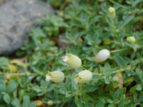 ハマベマンテマ