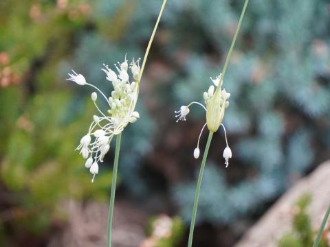 アリウム・コロラツム