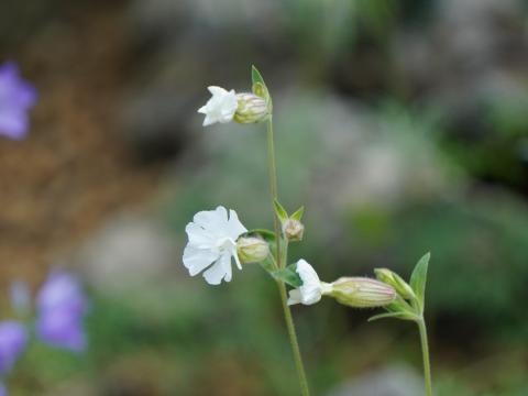 フクロナデシコ