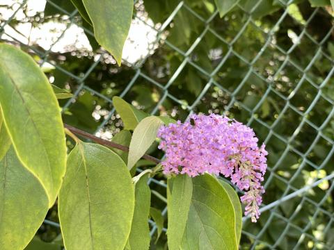 フサフジウツギ