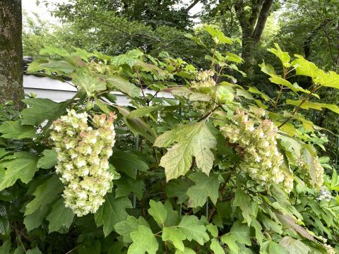 カシワバアジサイ