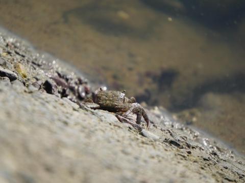 カクベンケイガニ