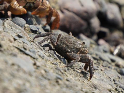 カクベンケイガニ