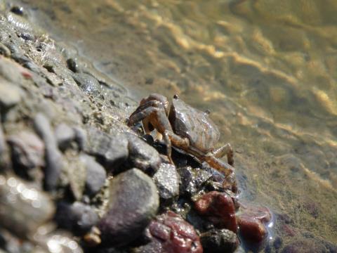 カクベンケイガニ