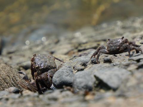 カクベンケイガニ