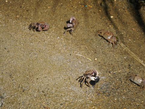 クロベンケイガニ
