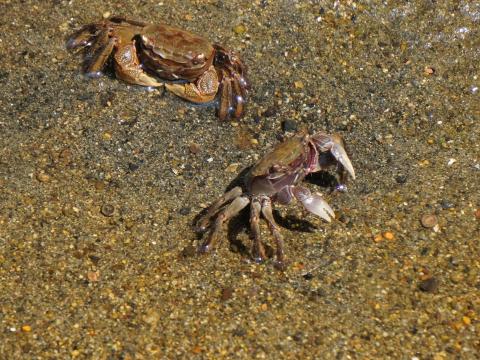 クロベンケイガニ