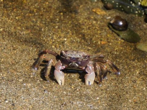 クロベンケイガニ