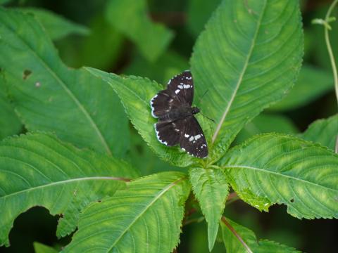 ダイミョウセセリ
