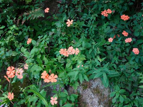 フシグロセンノウ