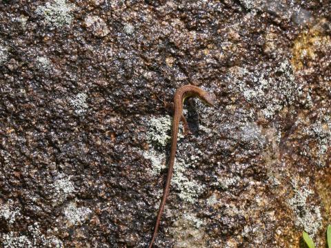 ニホンカナヘビ