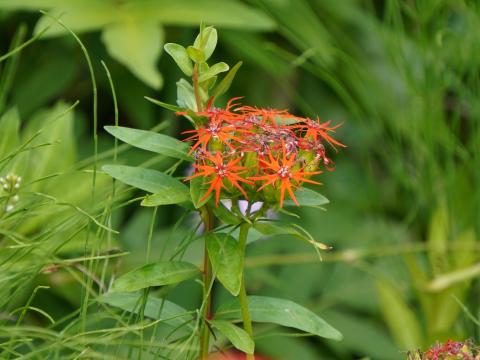 エンビセンノウ