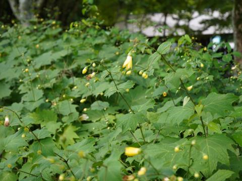 キレンゲショウマ