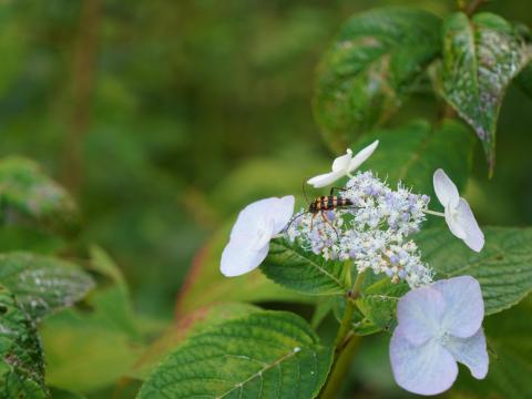 ヨツスジハナカミキリ