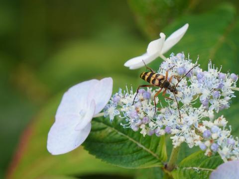 ヨツスジハナカミキリ