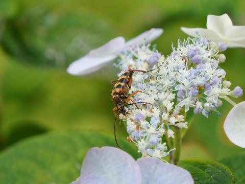 ヨツスジハナカミキリ