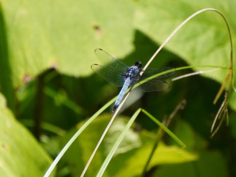 オオシオカラトンボ