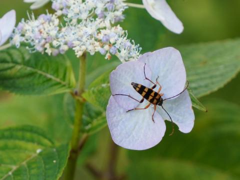 ヨツスジハナカミキリ