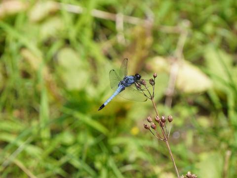 オオシオカラトンボ
