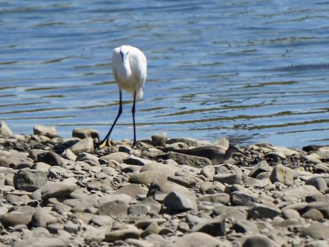 ダイサギとキアシシギ