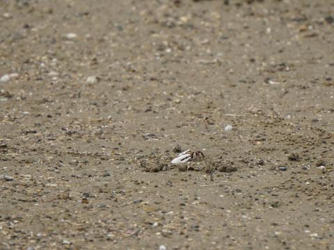 ハクセンシオマネキ