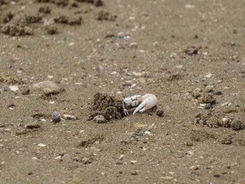 ハクセンシオマネキ