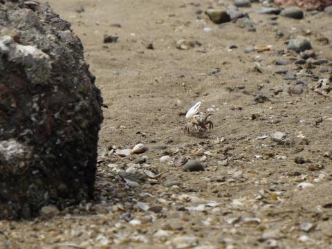 ハクセンシオマネキ