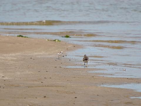 キアシシギとシロチドリ
