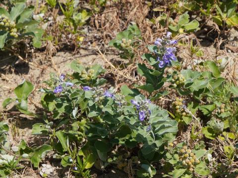 ハマゴウとイソギク